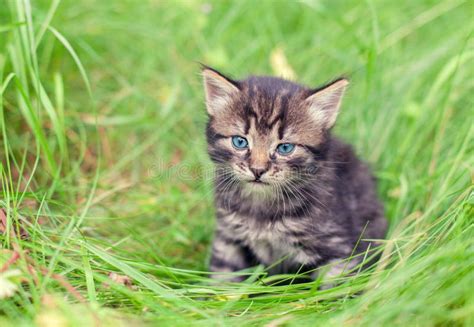 Kitten Sitting In A Grass Stock Image Image Of Animals 60842825