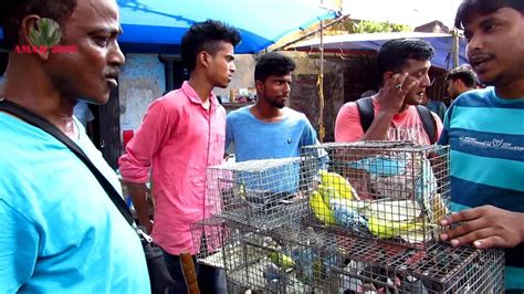 Bird Seller Of Galiff Street Market Kolkata India 1st July 2018 Visit