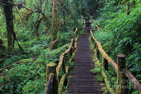 Wooden Bridge In Tropical Rain Forest Photograph By Korrakit Pinsrisook