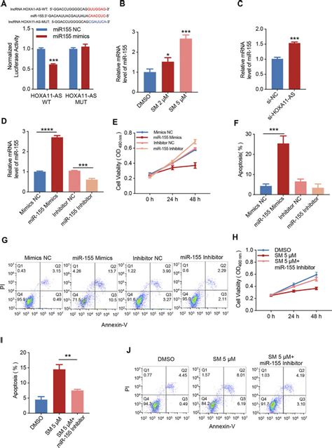sm regulates mir 155 induced apoptosis by reducing lncrna hoxa1 as download scientific