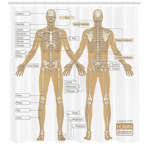 Ambesonne Human Anatomy Diagram Of Human Skeleton System With Titled