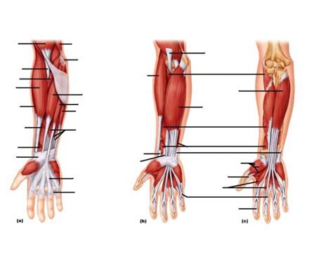 Brachioradialis, extensor carpi radialis longus, extensor carpi radialis brevis, extensor digitorum, extensor digiti minimi, extensor carpi ulnaris, and the anconeus. Muscles of the Forearm: Movements of the Wrist, Hand, and ...