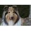 Get Coverage For Your Collie  Guard My Pet