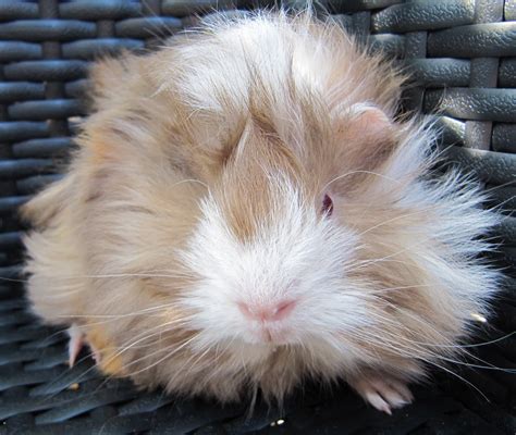 All Things Guinea Pig Breeds And Varieties