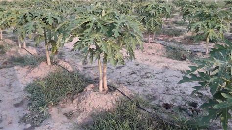 Papya Farming Organic Papaya Farming Papite Ki Kheti Youtube
