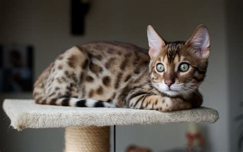 Download Wallpapers Bengal Cat 4k Pets Gray Cat Cute Animals