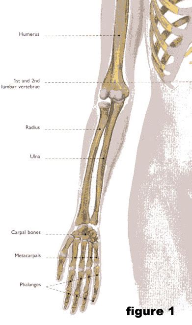 Bone basics and bone anatomy. Blue's Clues