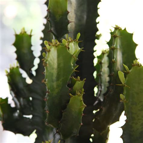 Euphorbia Acruensis Cactus Dobies
