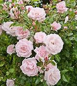 Old Fashioned Climbing Roses Pictures