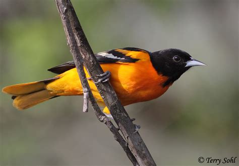 Baltimore Oriole South Dakota Birds And Birding