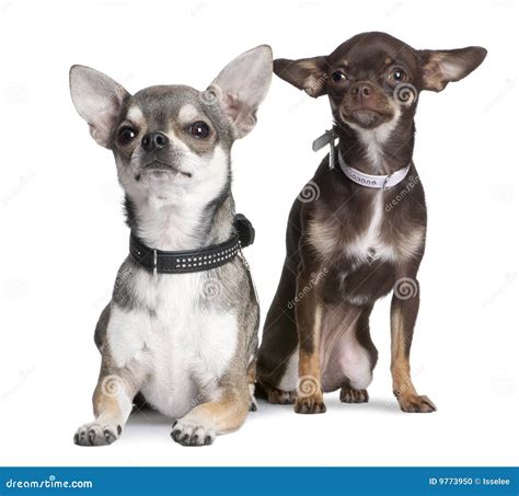 Chihuahuas Stock Photo Image Of Pets Animals Purebred 9773950