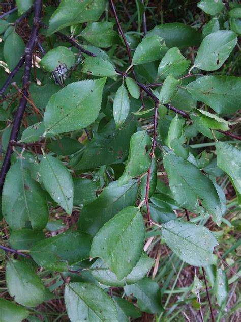 Prunus Umbellata Black Sloe Flatwoods Plum Hog Plum Sloe Plum