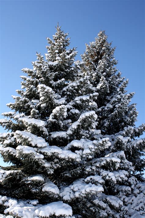 Two Snow Covered Pine Trees Picture Free Photograph