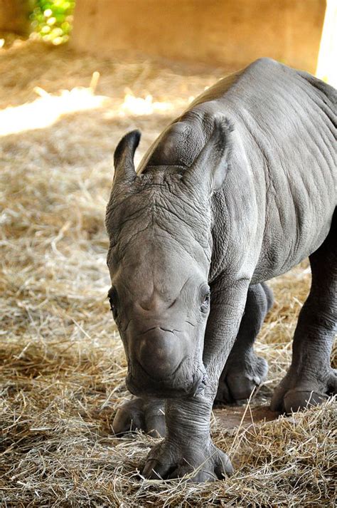 Help Name Tampas New Baby White Rhino Zooborns