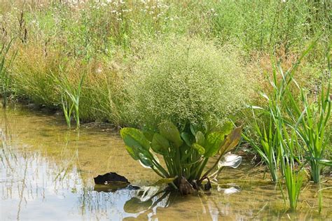 Inflorescences Ohio Plants