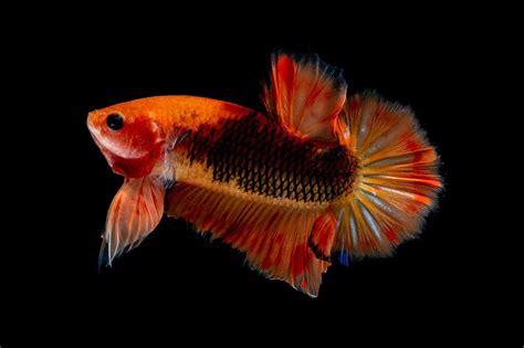 6 Jenis Ikan Cupang Betina Yang Memiliki Warna Sangat Indah Pecinta