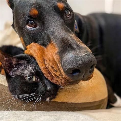 A Black And Brown Dog Laying On Top Of A Pillow Next To A Cat
