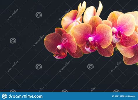 Orange Phalaenopsis Orchid Plant Stock Image Image Of Plant Garden