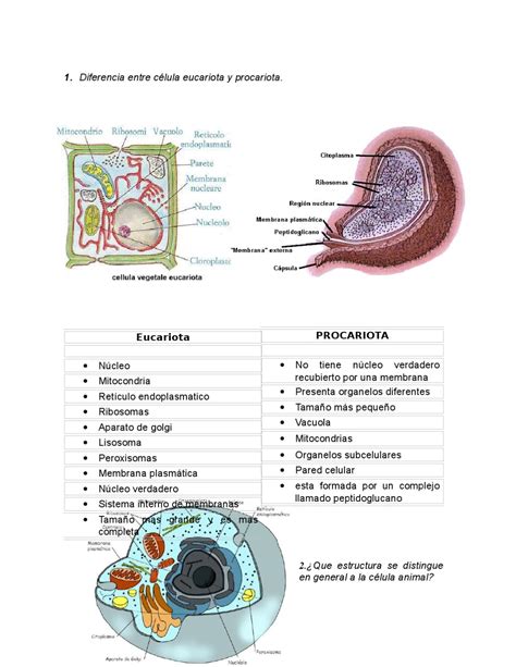 Cuadro Comparativo Entre Celula Eucariota Y Procariota Cuadro Images