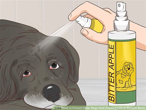 How To Prevent Older Dogs From Creating Lick Or Scratch Sores
