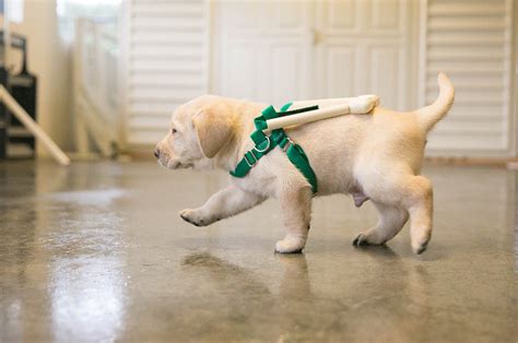 Guide Dog Puppies Are Being Trained With These Adorable Mini Harnesses