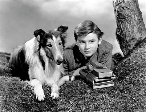 Roddy Mcdowall In Lassie Come Home 1943 Directed By Fred M Wilcox