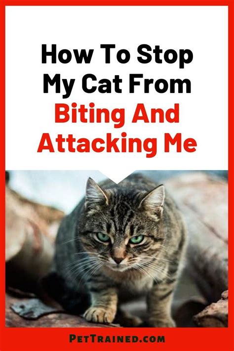 Learn Tips On How To Stop Your Cat From Biting And Attacking You See