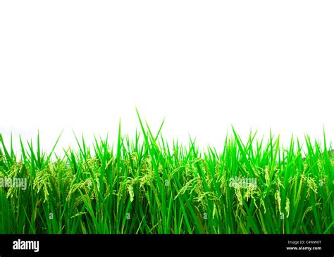 Green Rice Field Isolated On White Background Stock Photo Alamy