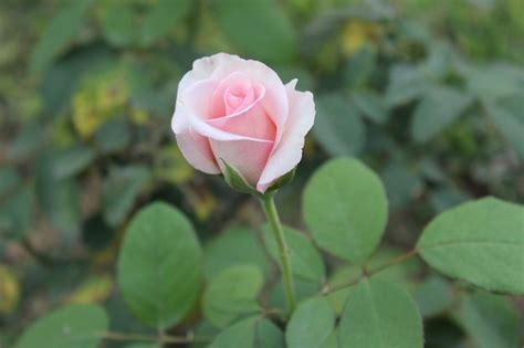 Premium Photo Pink Rosebud