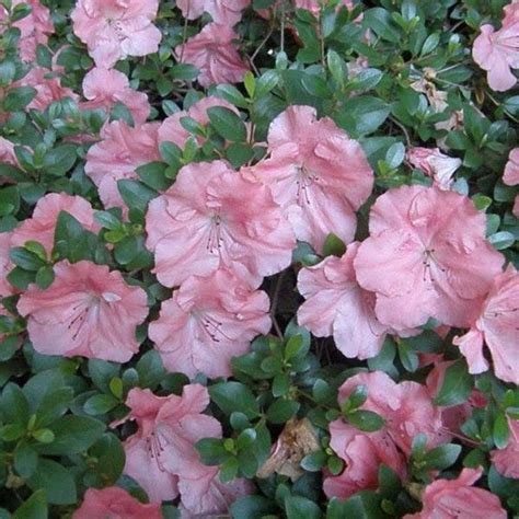 The various 'gumpo' azaleas have been in production for over 100 years. Azalea 'Gumpo Pink' (Satsuki hybrid)Gasper Landscape ...