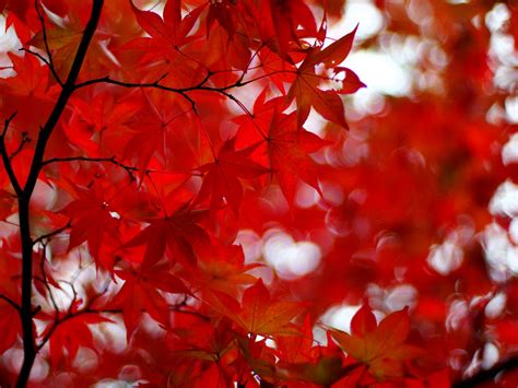 Download Wallpaper 1600x1200 Acer Japonicum Amur Maple Maple Leaves