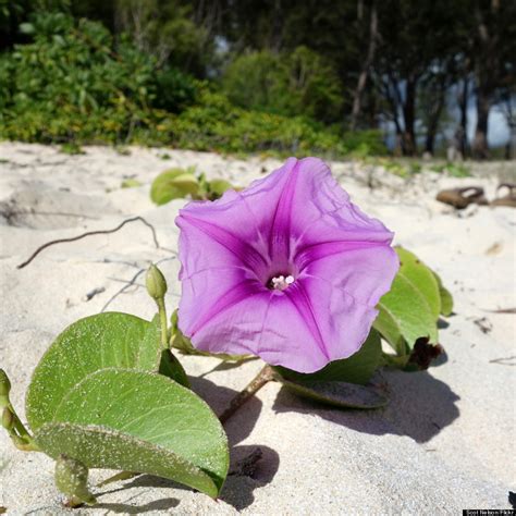 Hawaiis Flowers Are As Intricate And Alluring As Their Names Huffpost