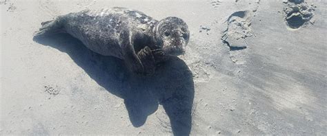 Stranded Seal Pup Rescued After Being Spotted By Us Coast Guard On New
