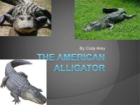The American Alligator