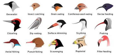 Examples Of Bird Beaks And Their Various Ecological Niche By Visipedia