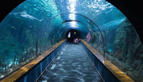 Indias First Tunnel Aquarium Opening At Ksr Railway Station In