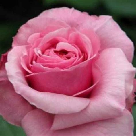 Top 10 Best Climbing Roses For Your Garden Uk