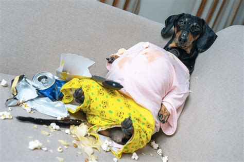 Overweight Dog Causes Of Obesity In Dogs Treatment And Prevention