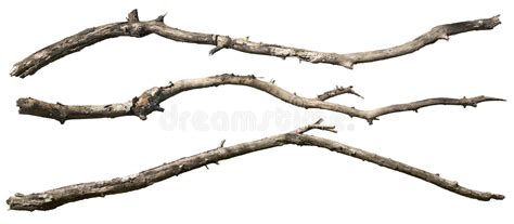 Cut Out Dead Tree Branches Stock Image Image Of Clipping Wood