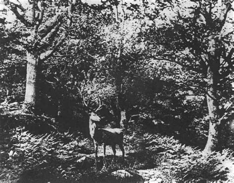 John Dillwyn Llewelyn 1810 1882 Uk • Deer Parking Ca 1852 Ghost Videos Deer Park Pre