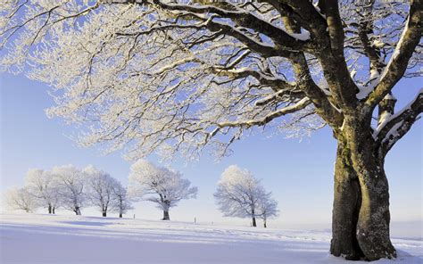 Trees And Ice Wallpapers Wallpaper Cave