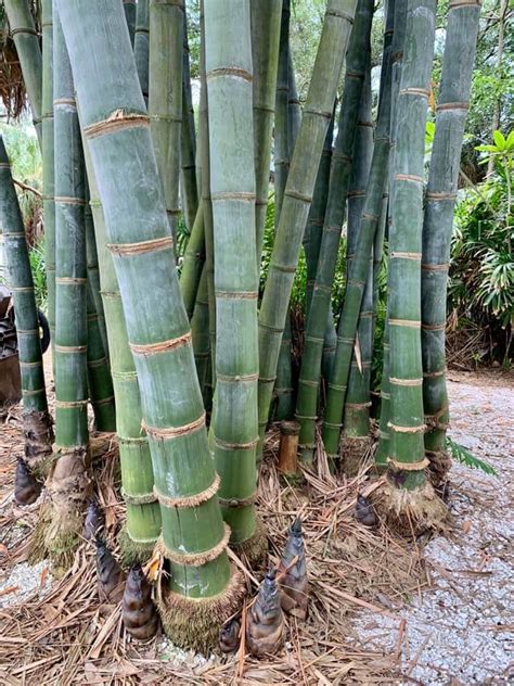 10 Bambous Géants à très Gros Diamètre Bambou en France