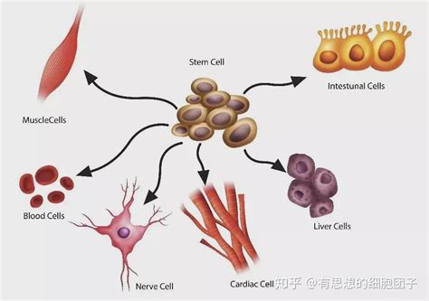 一文读懂干细胞怎么分类 知乎