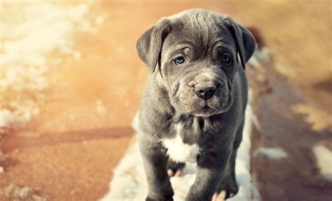 11 Blue Dog Breeds Blue Coated Beauties You Cant Get Enought Of