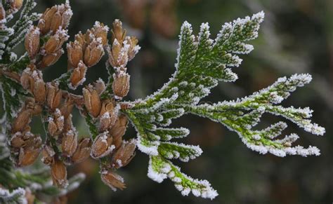 White Cedar Thuja Occidentalis Close Up Shallow Depth Stock Photo