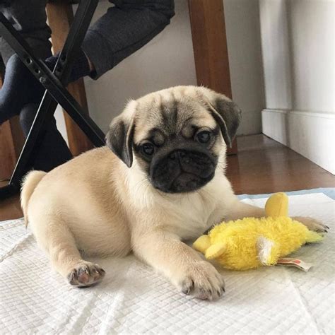 However, free pug dogs and puppies are a rarity as rescues usually charge a small adoption fee to cover their expenses (usually less than $200). View Image #1 for Awesome Pug Puppies available for ...