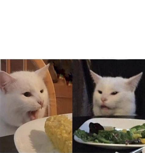 Cat Yelling At Cat Meme Template Memetemplatesofficial My Xxx Hot Girl