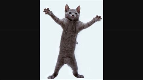Cat Im A Kitty Cat And I Dance Dance Dance Dance Youtube