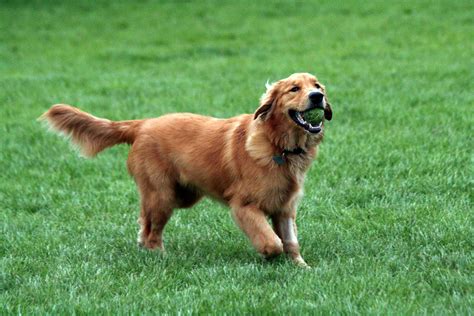 The golden retriever is one of the most popular breeds in america, and with good reason. Golden Retriever Breed Guide - Learn about the Golden ...