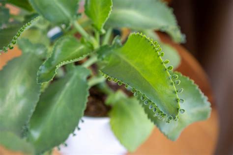 mother-of-thousands-plant-care-growing-guide